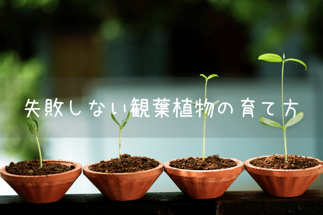 失敗しない観葉植物の育て方 Botanic House