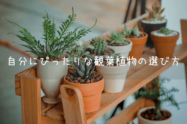 自分にぴったりな観葉植物の選び方 Botanic House