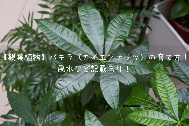 観葉植物 パキラ カイエンナッツ の育て方 風水など記載あり Botanic House