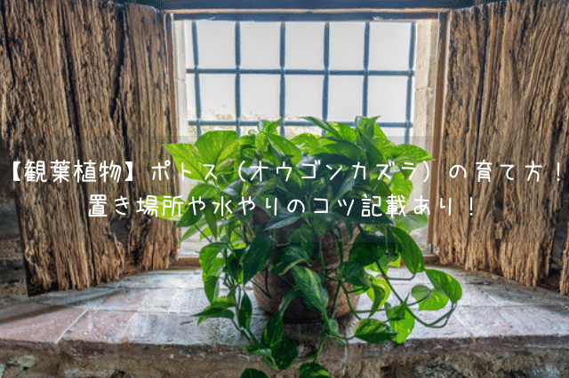 観葉植物 サンセベリア サンスベリア の育て方 日当たりや水やりについて Botanic House