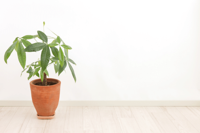 観葉植物 パキラ カイエンナッツ の育て方 風水など記載あり Botanic House