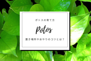 観葉植物 ポトス オウゴンカズラ の育て方 置き場所や水やりのコツとは Botanic House