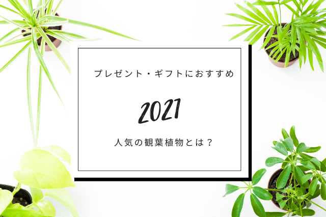 21年 プレゼント ギフトにおすすめの人気観葉植物とは