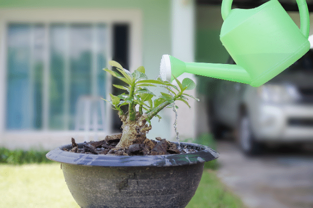 人気上昇中の塊根植物とは その魅力と育て方をまとめました Botanic House