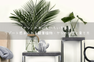 ヤシ の木にもいろいろある リゾート感あふれる観葉植物 ヤシの仲間と育て方 Botanic House