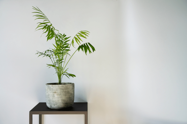 ヤシ の木にもいろいろある リゾート感あふれる観葉植物 ヤシの仲間と育て方 Botanic House