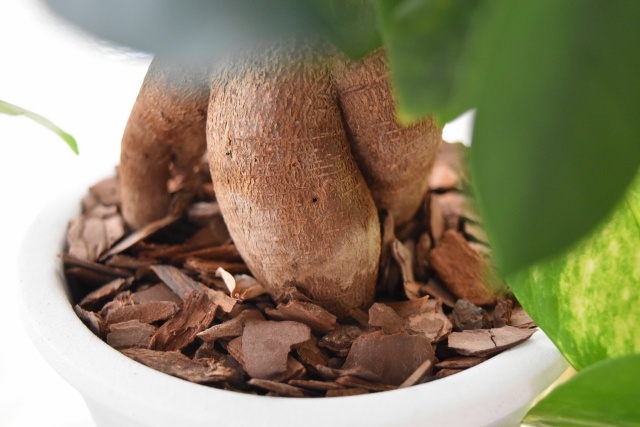 人気上昇中の塊根植物とは その魅力と育て方をまとめました Botanic House