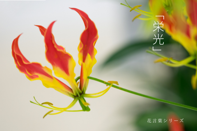 栄光 の花言葉を持つ植物 Botanic House