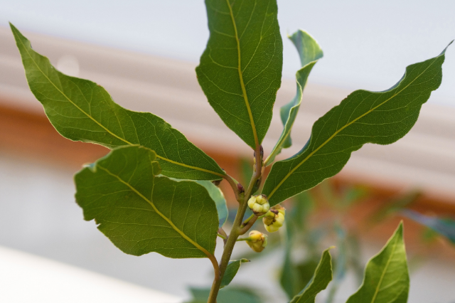 裏切り の花言葉を持つ植物 Botanic House