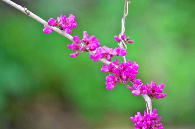 裏切り の花言葉を持つ植物 Botanic House