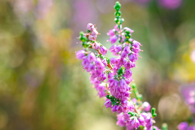 裏切り の花言葉を持つ植物 Botanic House