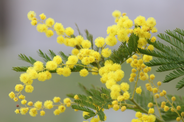 思いやり の花言葉を持つ植物 Botanic House