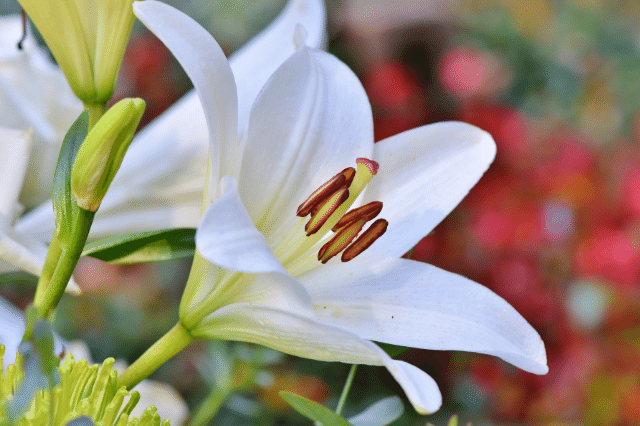 純潔 の意を示す花言葉