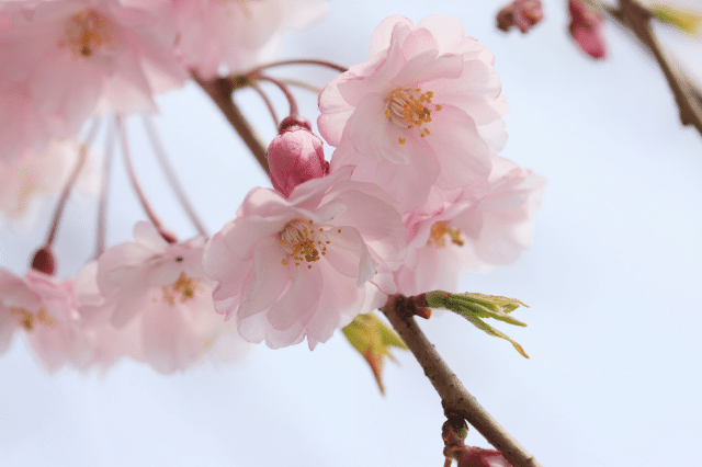 桜 サクラ の花言葉とは 品種別に意味も解説 Botanic House