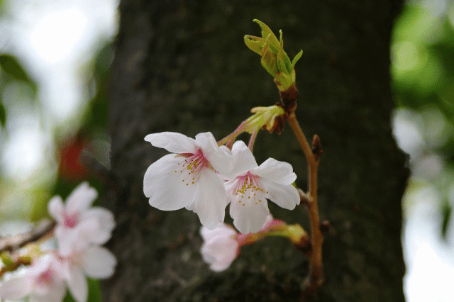 桜 サクラ の花言葉とは 品種別に意味も解説 Botanic House