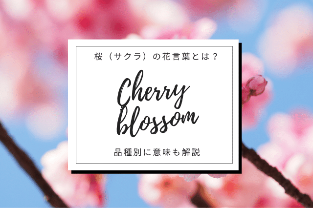 桜 サクラ の花言葉とは 品種別に意味も解説 Botanic House
