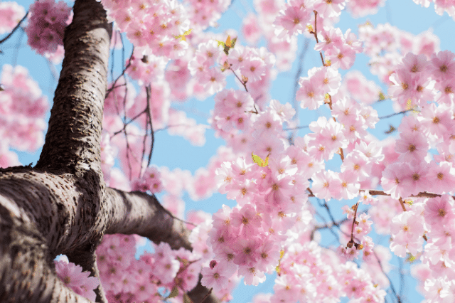 桜 サクラ の花言葉とは 品種別に意味も解説 Botanic House