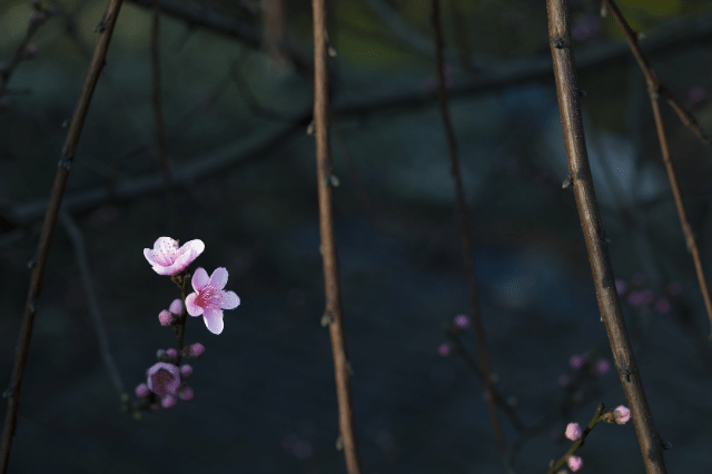 桜 サクラ の花言葉とは 品種別に意味も解説 Botanic House