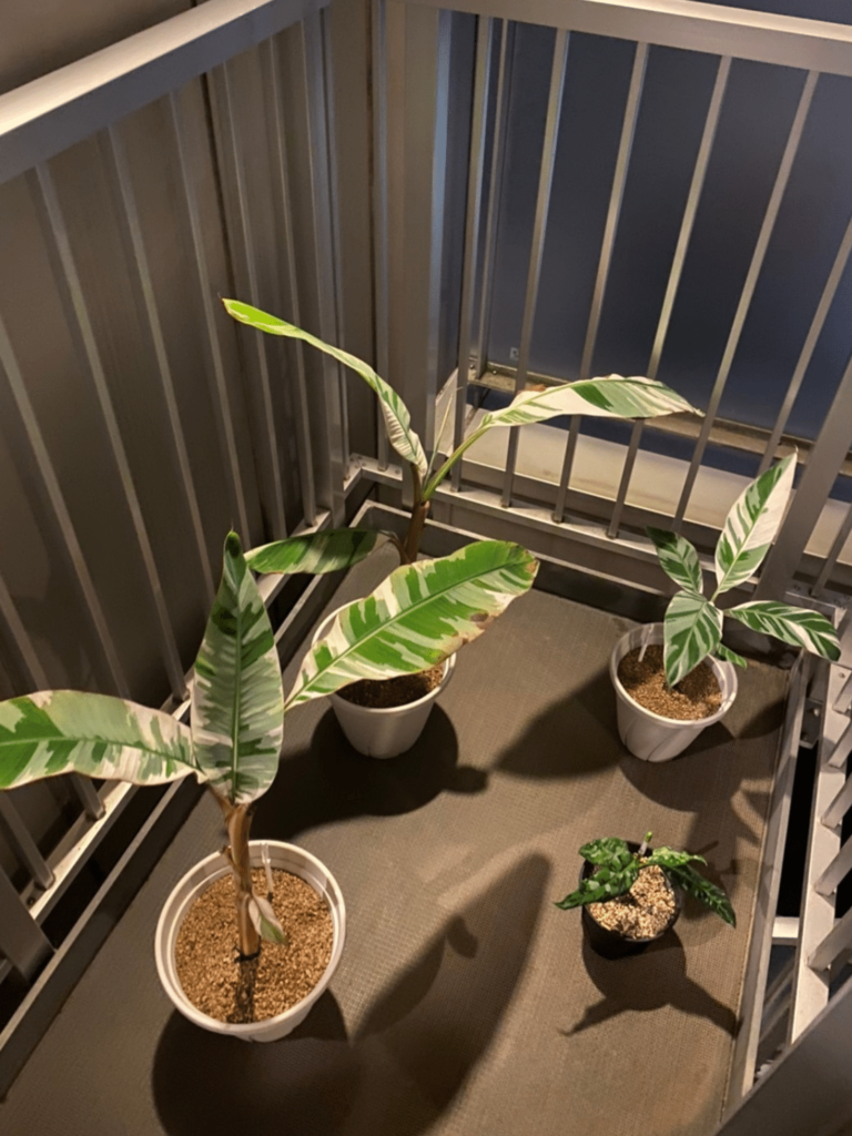 【直販直営】【最終値下げ】アエアエバナナ　斑入りバナナ 観葉植物
