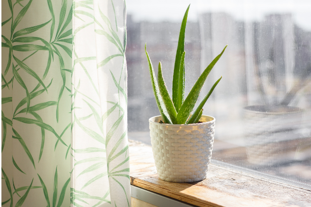 観葉植物ゴムの木の育て方