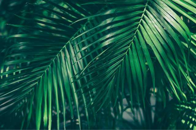 ヤシ の木にもいろいろある リゾート感あふれる観葉植物 ヤシの仲間と育て方 Botanic House