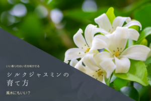 アジサイの花言葉は怖い 最近のアジサイ事情をお届け Botanic House