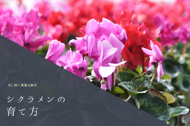 冬に咲く貴重な鉢花 シクラメンの特徴と育て方 Botanic House