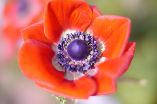 アネモネの花言葉 Botanic House