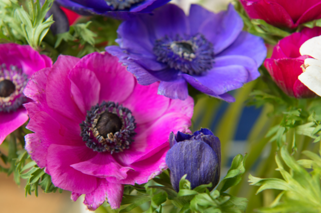 アネモネの花言葉 Botanic House