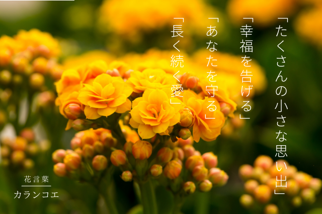 カランコエの花言葉 Botanic House