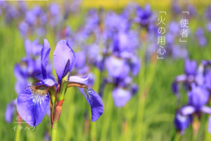 シルクジャスミン ゲッキツ の育て方は ジャスミンとの違いや風水的な効果も Botanic House