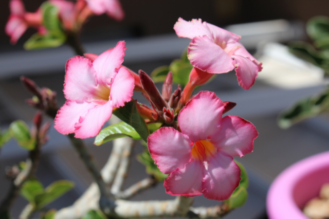 アデニウムの花言葉 Botanic House