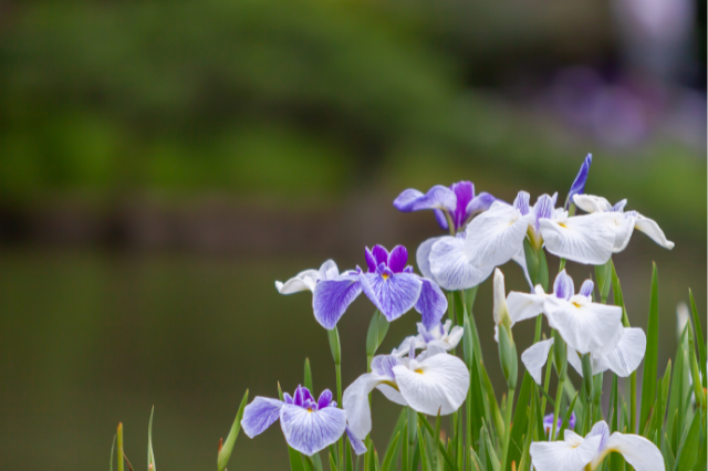 ハナショウブ 花菖蒲 の花言葉 Botanic House