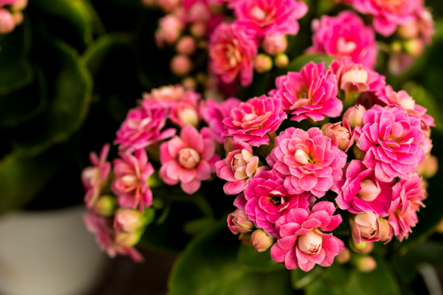 カランコエ 多肉 草花 の花言葉 Botanic House