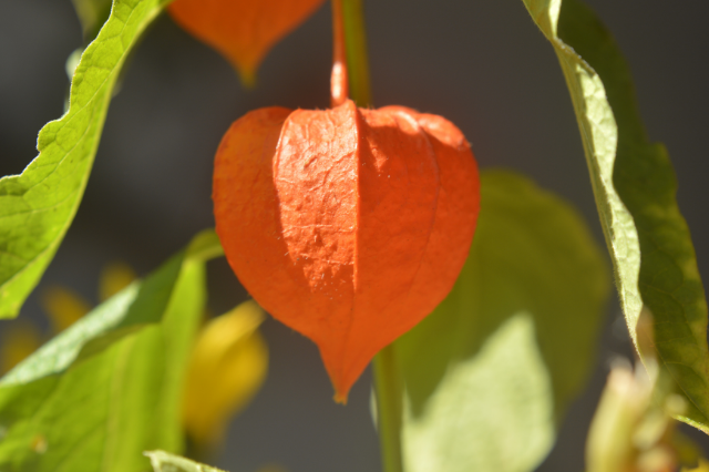 ホオズキの花言葉 Botanic House