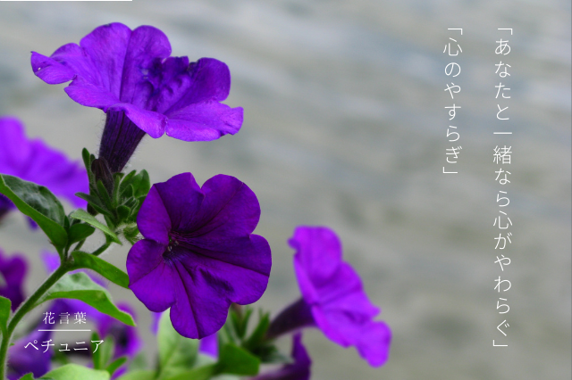 ペチュニアの花言葉 Botanic House