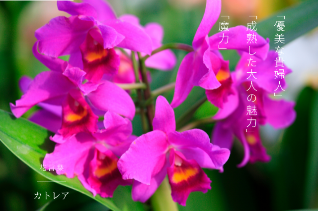 洋ランの女王 カトレアの花言葉 Botanic House