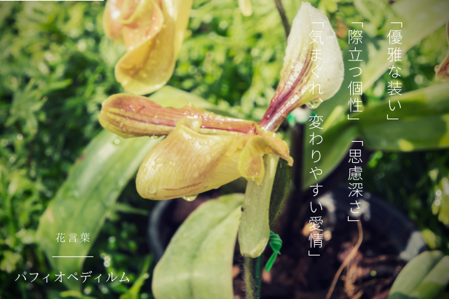 パフィオペディラムの花言葉 Botanic House