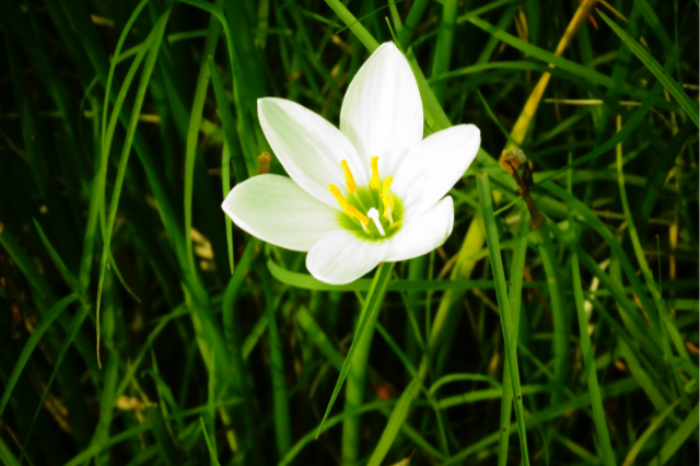 ゼフィランサスの花言葉 Botanic House