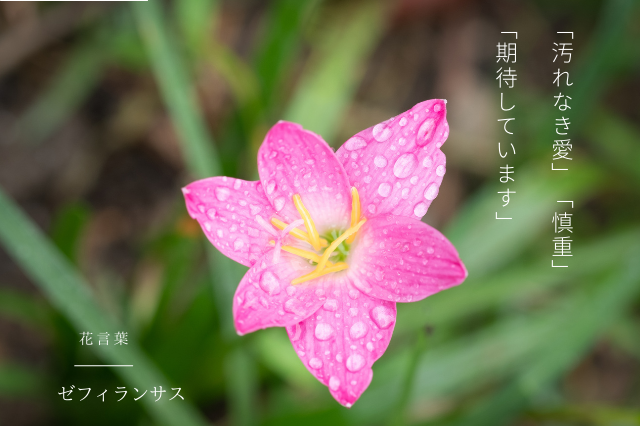 ゼフィランサスの花言葉 Botanic House